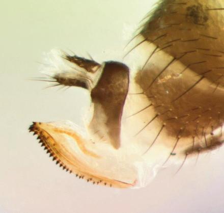 spotted-wing drosophila